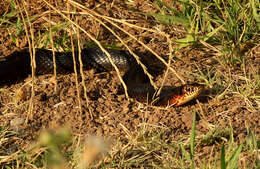 Image of Large Whip Snake