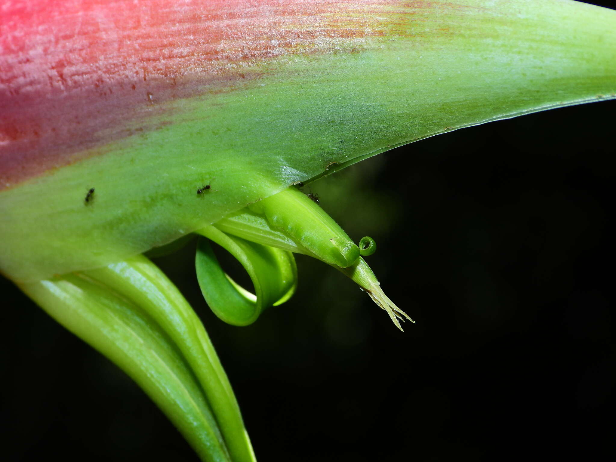 Image of Heliconia chartacea Lane ex Barreiros