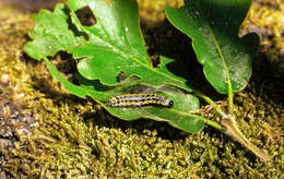 Image of blossom underwing