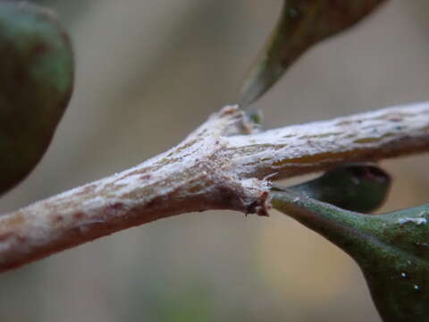 Image of Coprosma virescens Petrie