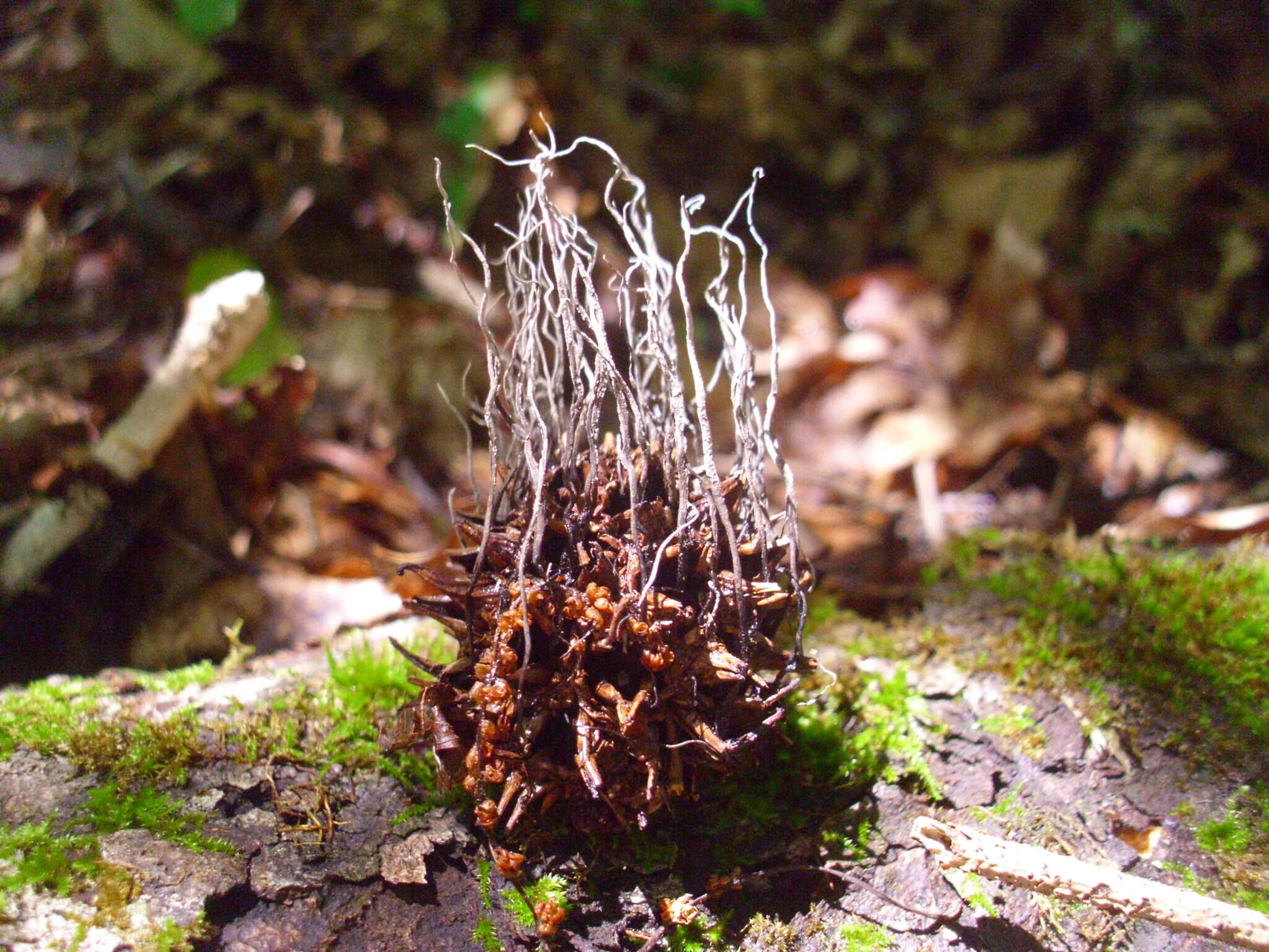 Imagem de Xylaria liquidambaris J. D. Rogers, Y. M. Ju & F. San Martín 2002