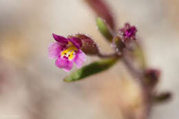 Image of Brewer's Monkey-Flower