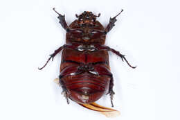 Image of European rhinoceros beetle