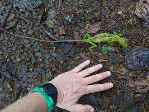 Image of Berthold's Bush Anole