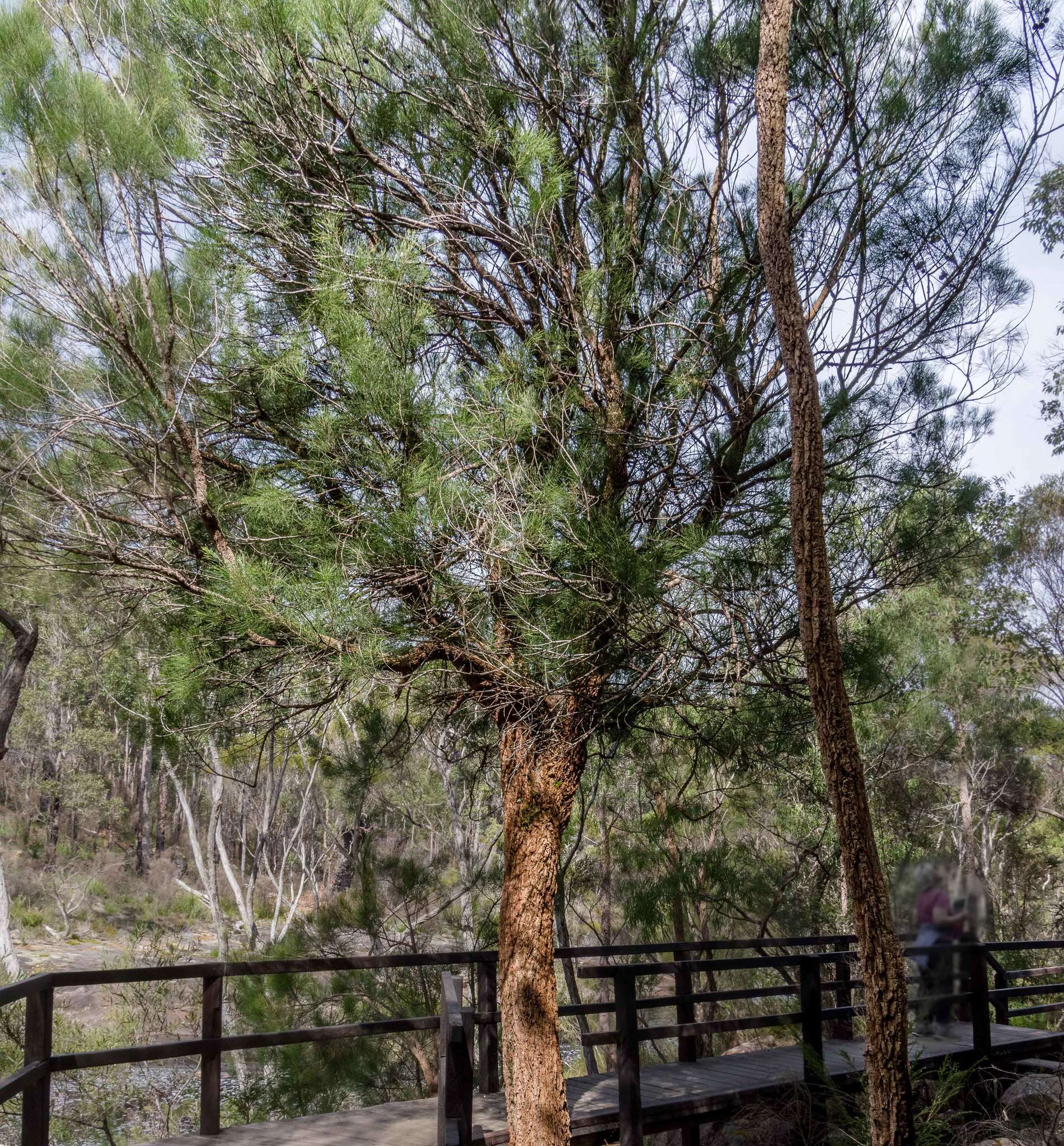 Image of Allocasuarina decussata (Benth.) L. A. S. Johnson