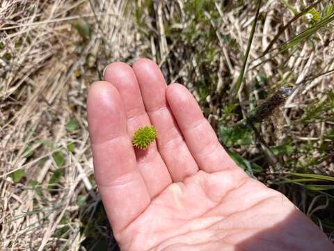 Image of sulphur buttercup