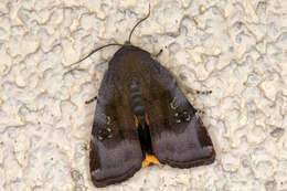 Image of broad-bordered yellow underwing