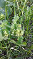 Image of Alchemilla plicata Buser