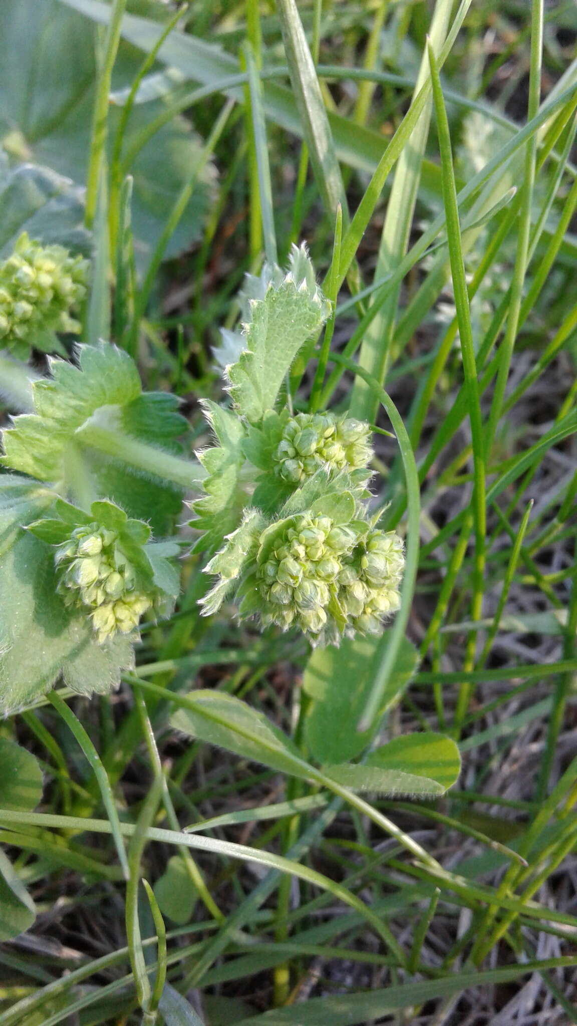 Image of Alchemilla plicata Buser