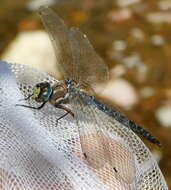 Image of Riffle Darner