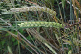 Image of common barley