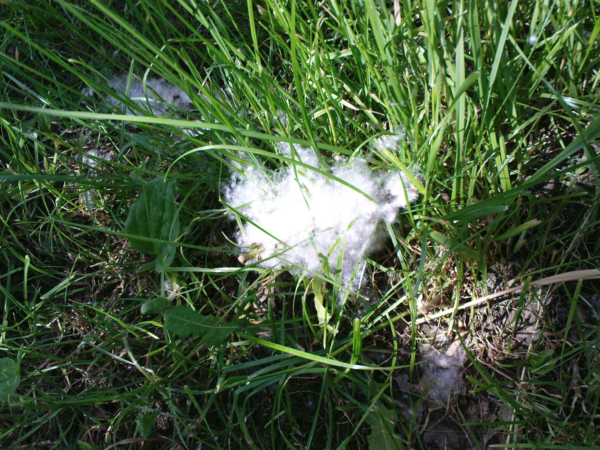 Image of Black Poplar