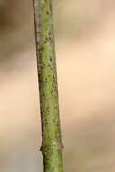 Image of roundleaf dogwood