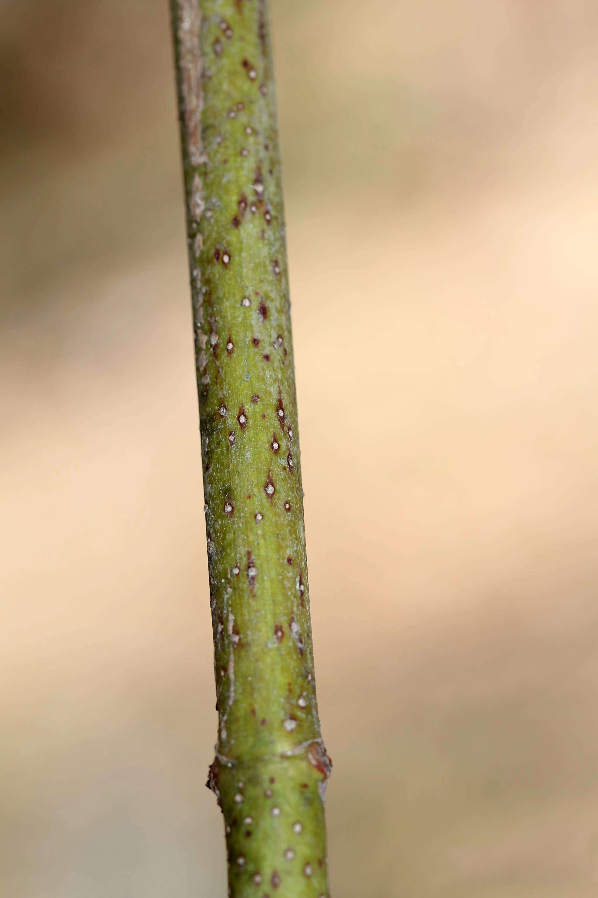 Image of roundleaf dogwood