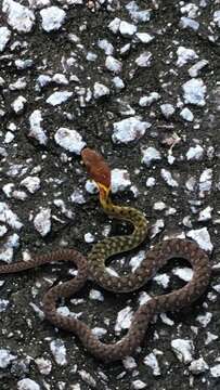 Image of Southern Water Snake