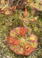 Imagem de Drosera kaieteurensis Brumm.-Ding.