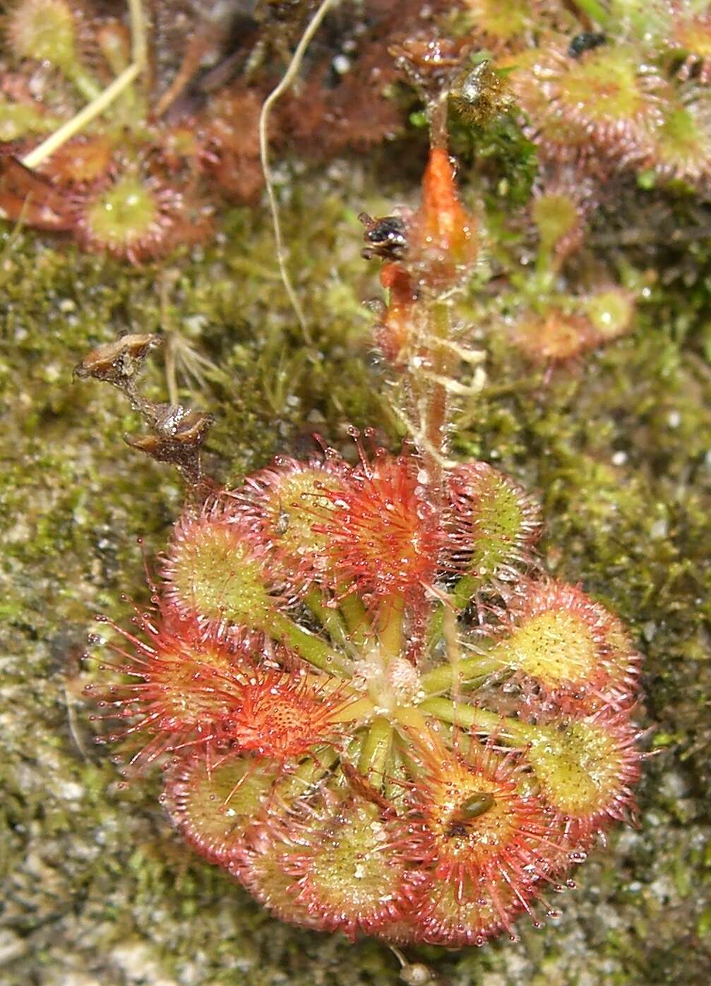 Image of Drosera kaieteurensis Brumm.-Ding.