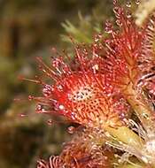 Imagem de Drosera kaieteurensis Brumm.-Ding.