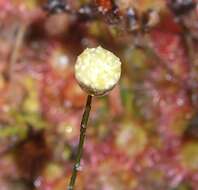 Imagem de Drosera kaieteurensis Brumm.-Ding.