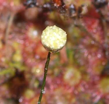 Image of Drosera kaieteurensis Brumm.-Ding.