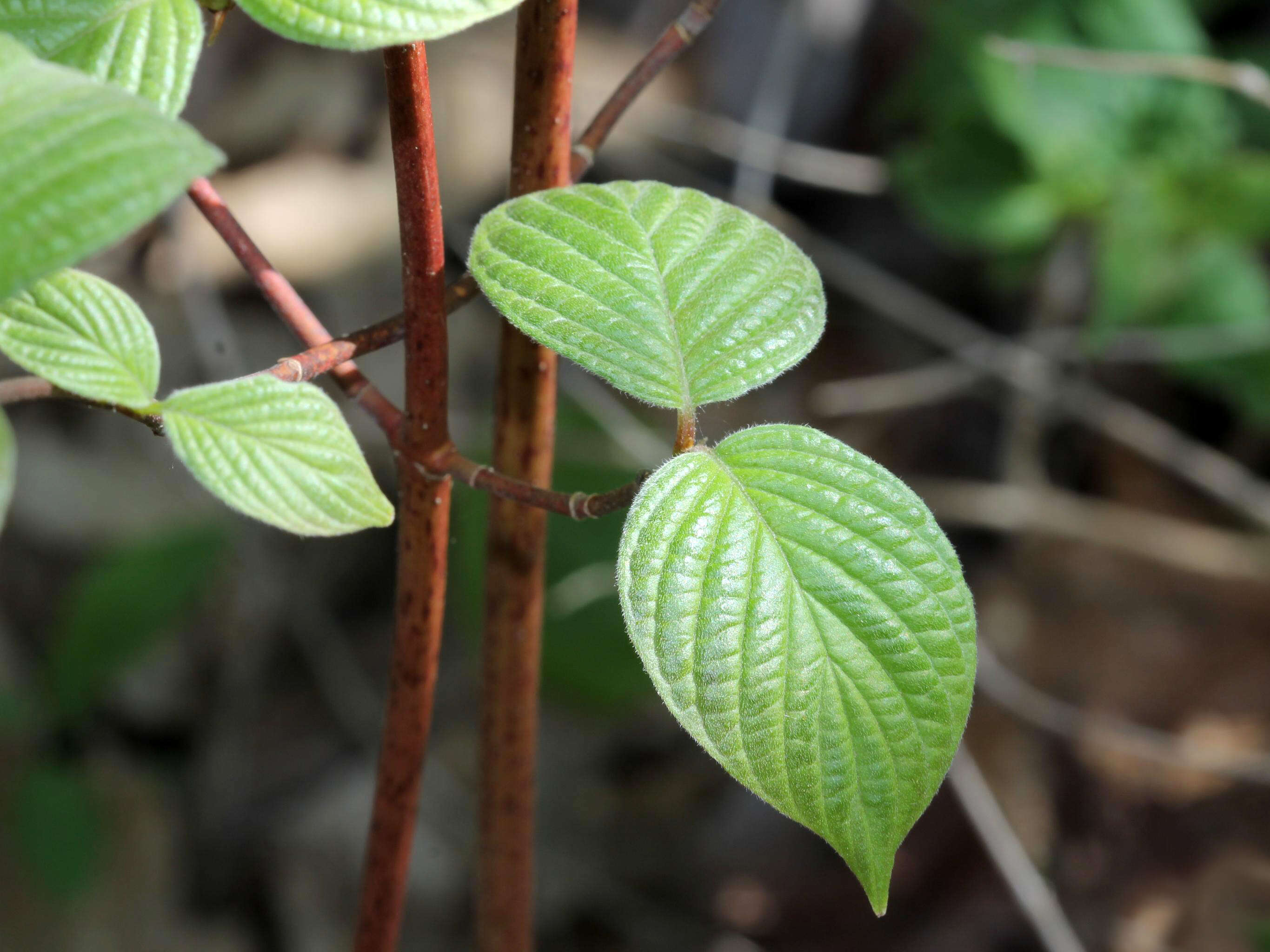 Image of roundleaf dogwood