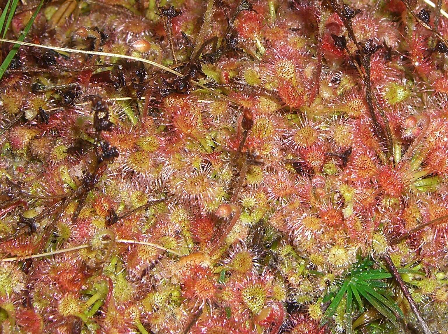 Imagem de Drosera kaieteurensis Brumm.-Ding.