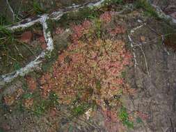 Imagem de Drosera kaieteurensis Brumm.-Ding.