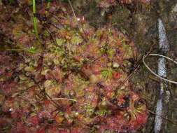 Image of Drosera kaieteurensis Brumm.-Ding.