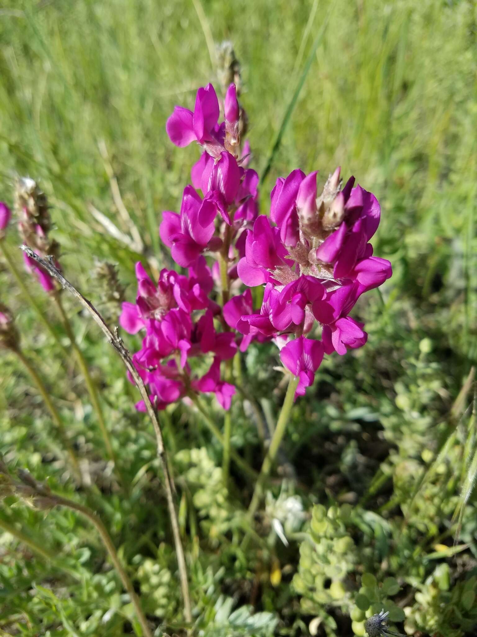 Image of Purple Locoweed