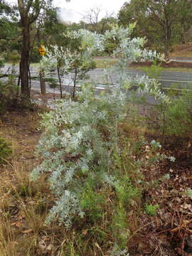 Image of cootamundra wattle