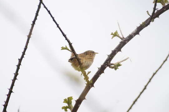 Image of Grass Wren