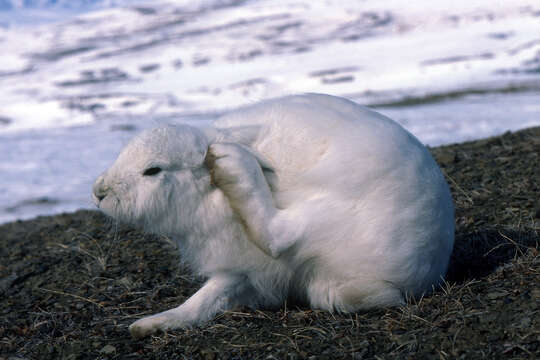 Image of Arctic Hare