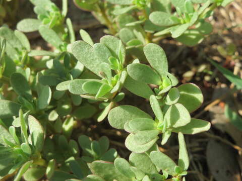 Image of common purslane