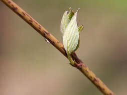 Image of roundleaf dogwood