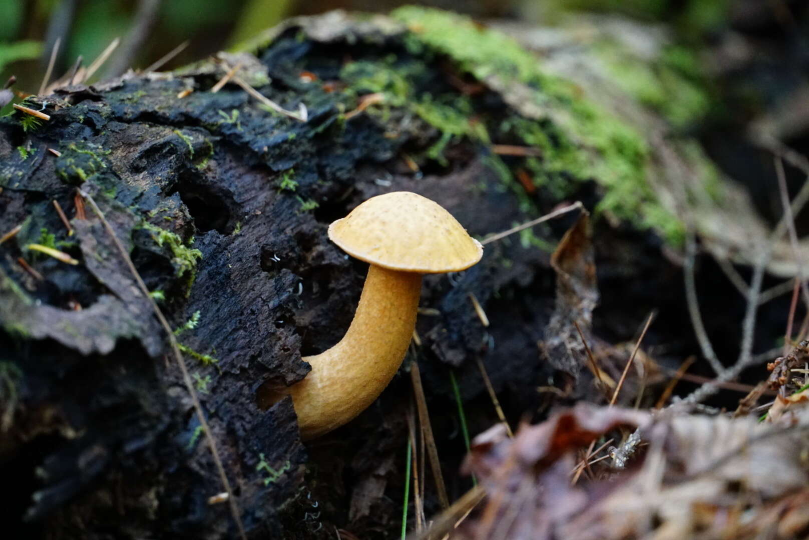 Image de Suillus punctipes (Peck) Singer 1945