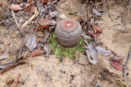 Image of Few-spined Turk's-cap Cactus