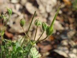 Imagem de Geranium molle L.