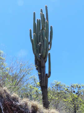 Image of Browningia hertlingiana (Backeb.) Buxb.