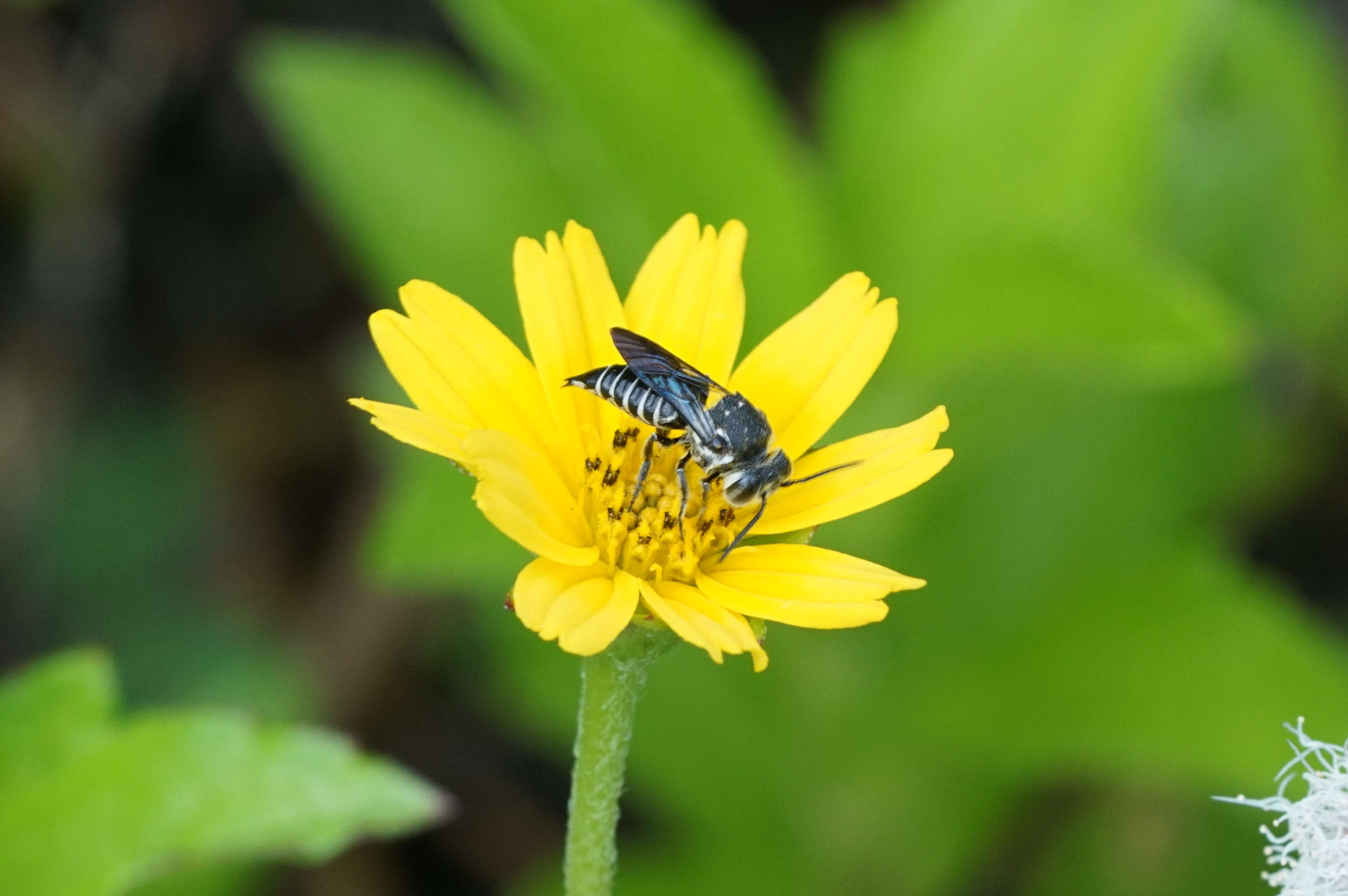 Image of Thyreus nitidulus (Fabricius 1804)