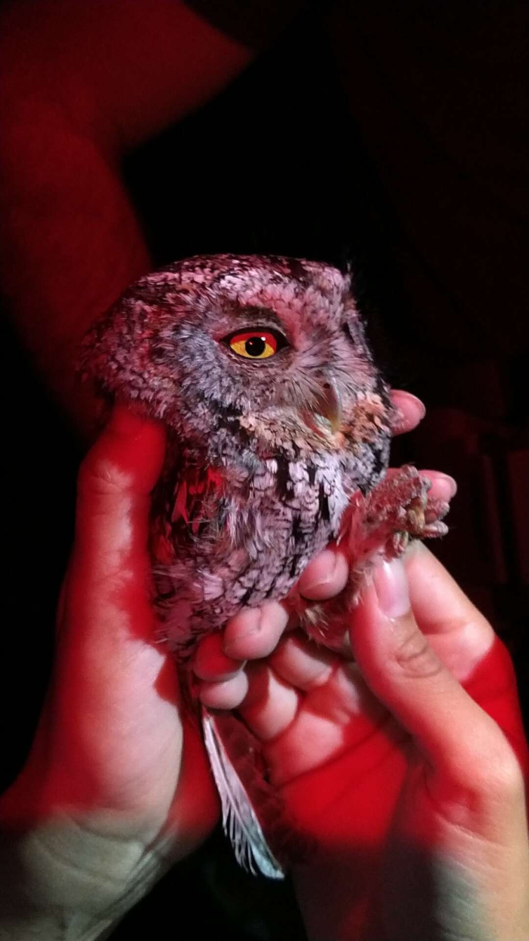 Image of Whiskered Screech Owl