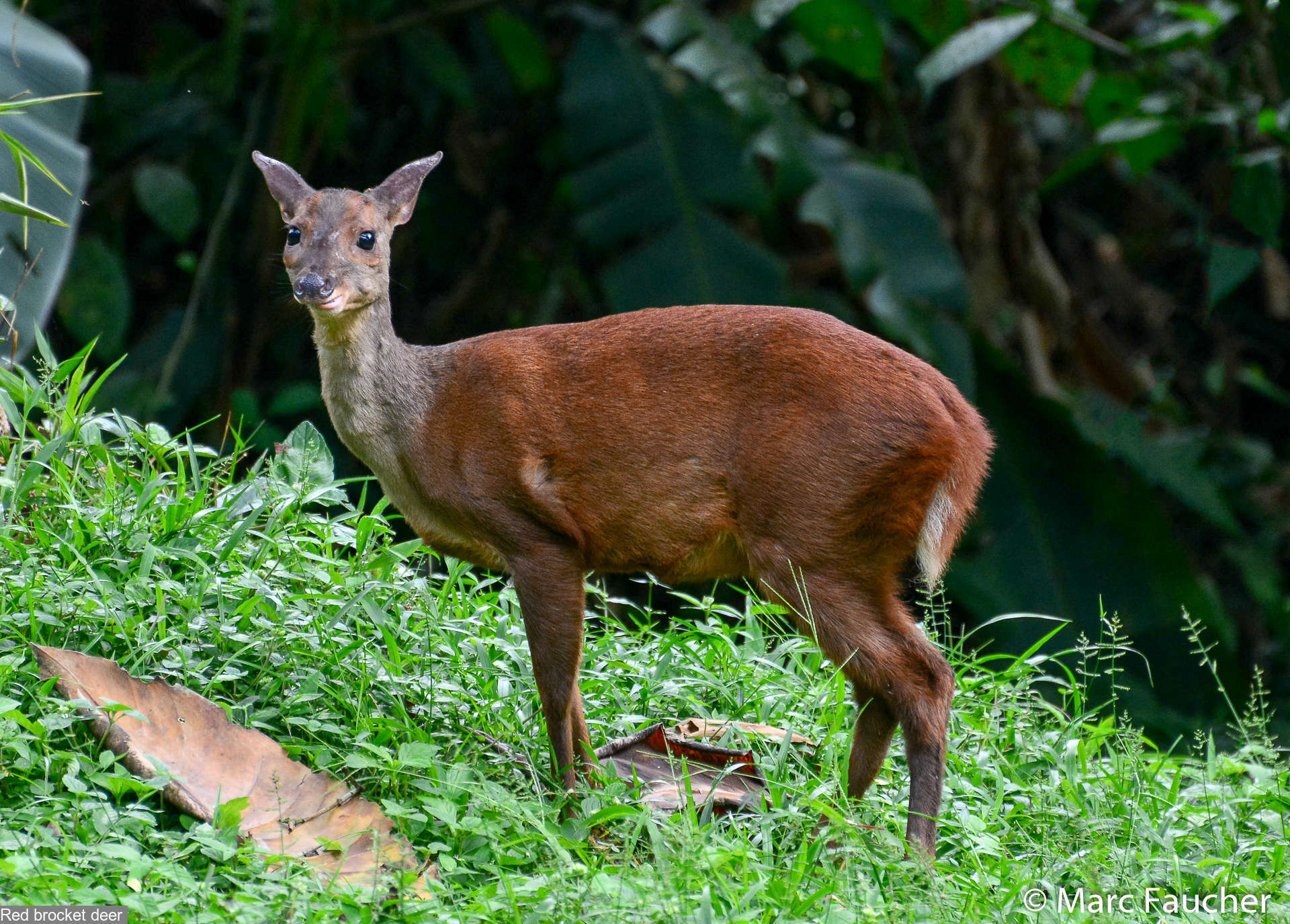 Image of Central American Red Brocket Deer