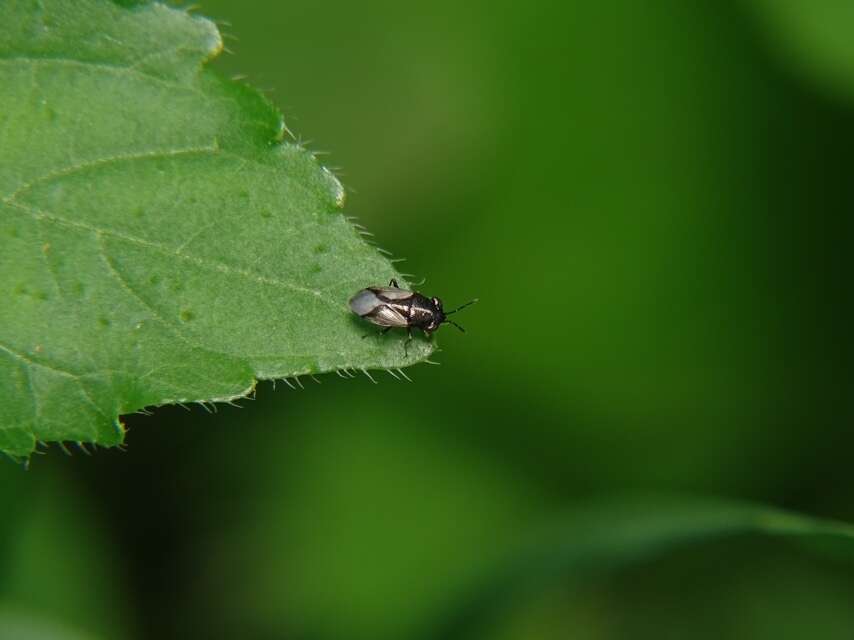 Image of Geocoris (Geocoris) lineolus (Rambur 1839)