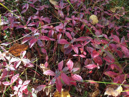 Image of Bunchberry