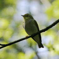 Image of Wood Warbler