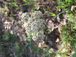 صورة Achillea ligustica All.