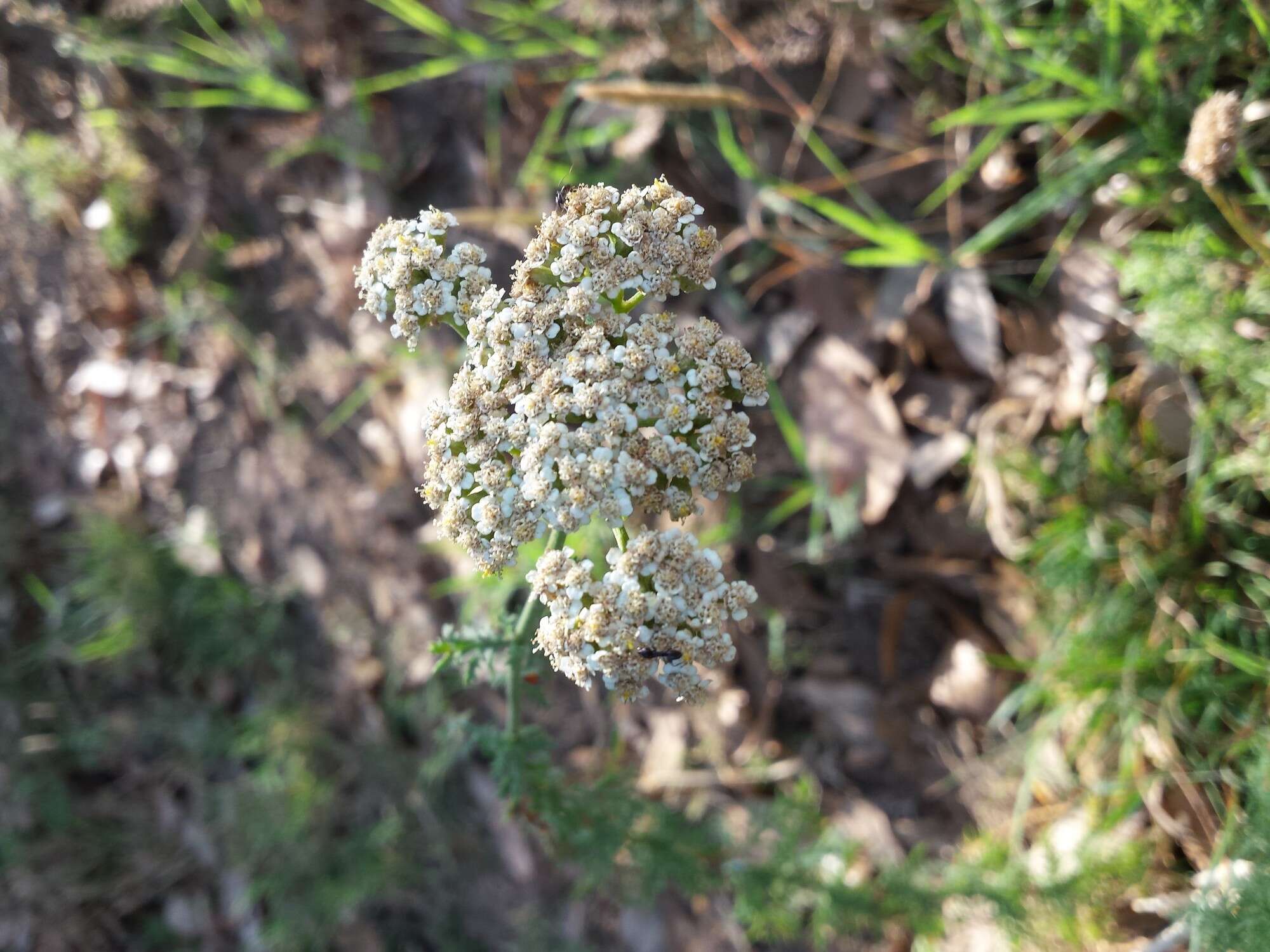 Sivun Achillea ligustica All. kuva