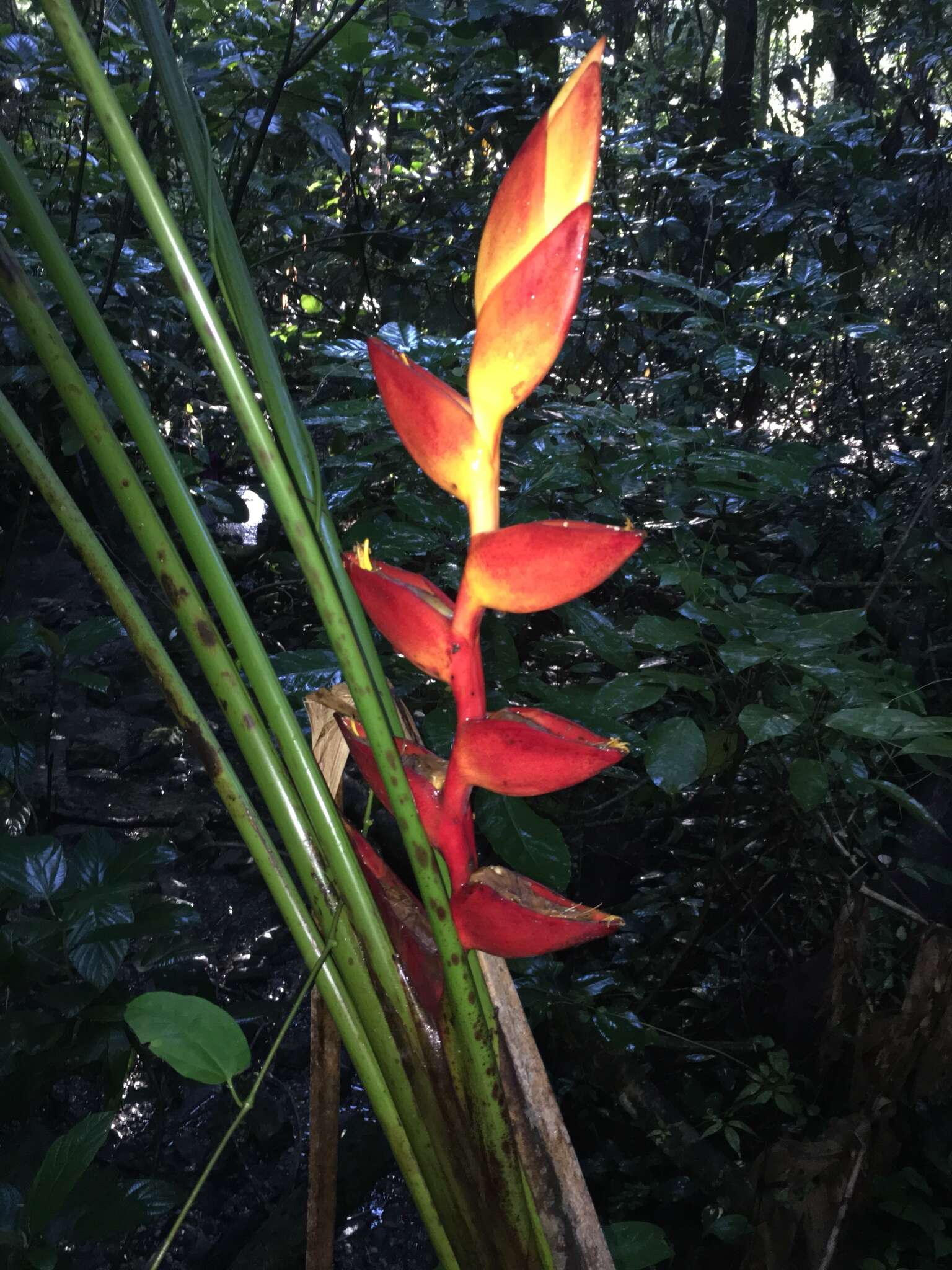 Image of Heliconia uxpanapensis C. Gut. Báez