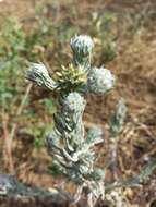 Image of common cottonrose