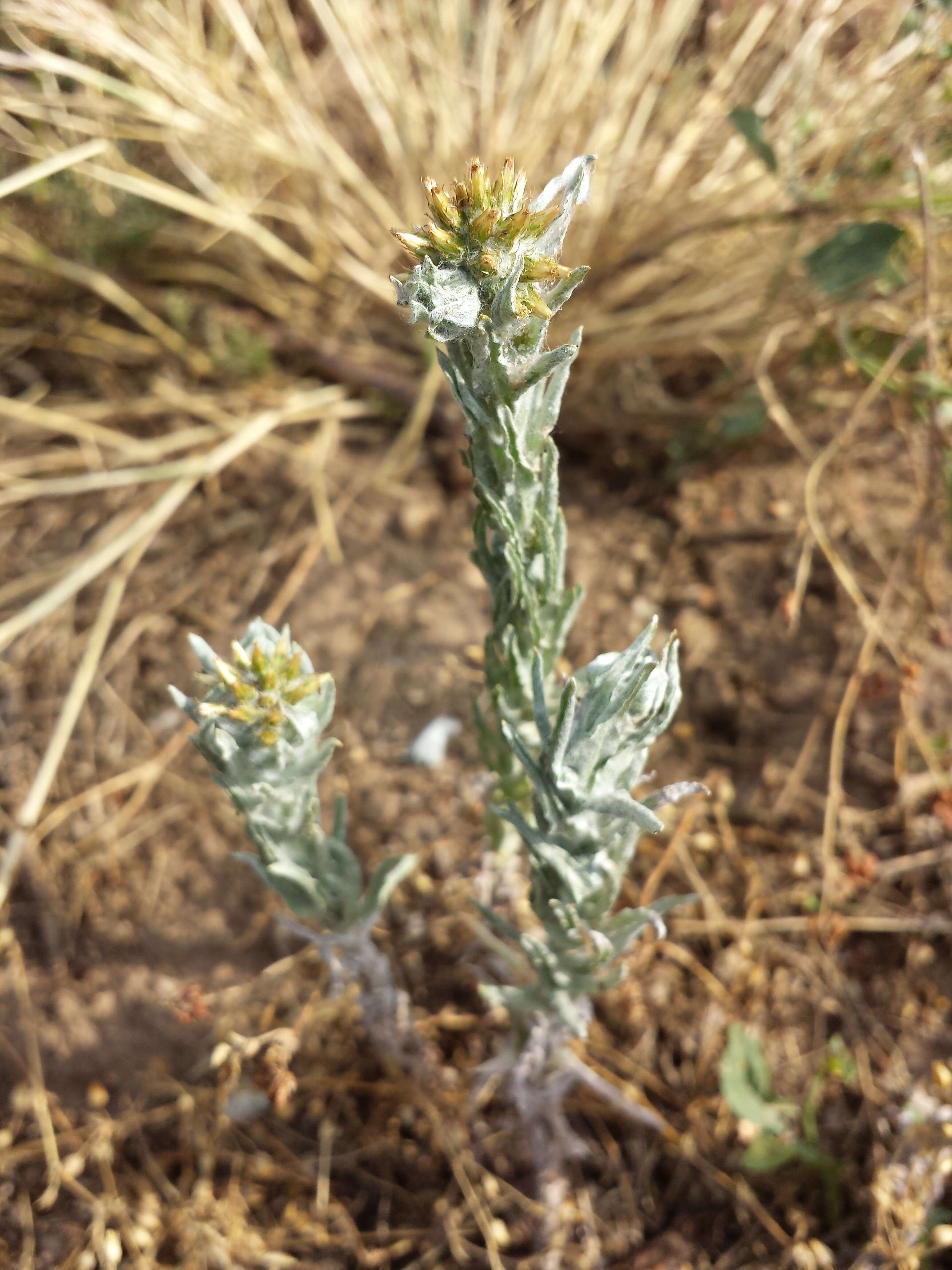 Image of common cottonrose
