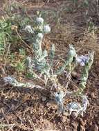 Image of common cottonrose